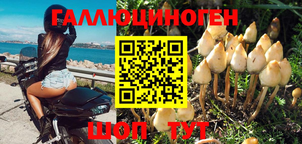 Галлюциногенные грибы Cubensis  Псилоцибиновые грибы мицелий  Благовещенск  Вход с VPN 